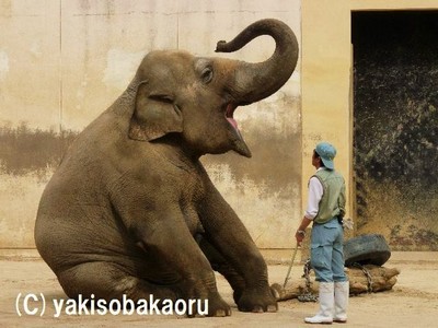 全国・動物園写真図鑑（byやきそばかおる）: 動物園の写真：<b>王子動物園</b> <b>...</b>